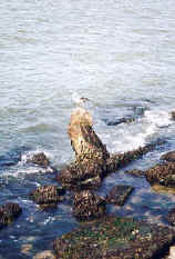 Marina Green Earthquake Debris     2000 Marilyn Straka