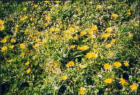 Marina Green Flowers     2000 Marilyn Straka